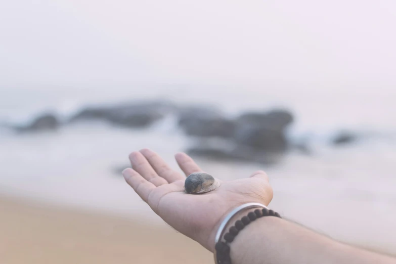 there is a shell sitting on a hand at the beach