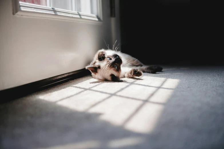 a cat stretching against the side of a door