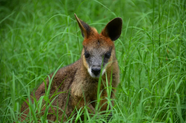 a small baby kangaroo is standing in the tall grass