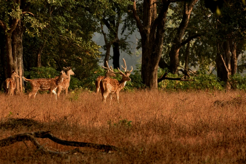 three deer walking in the middle of the forest