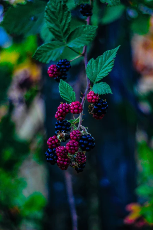 berries on the vine of the plant are bright red and purple