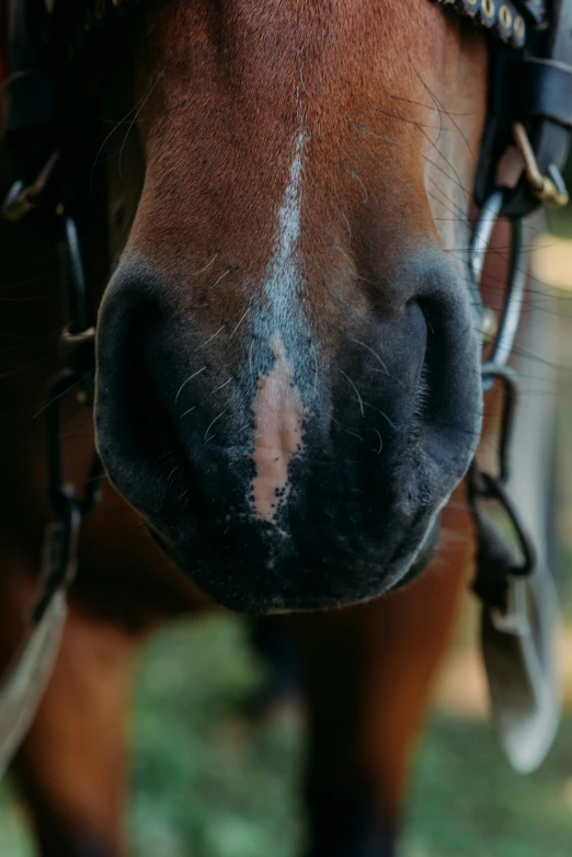 the nose of a horse that has been cleaned