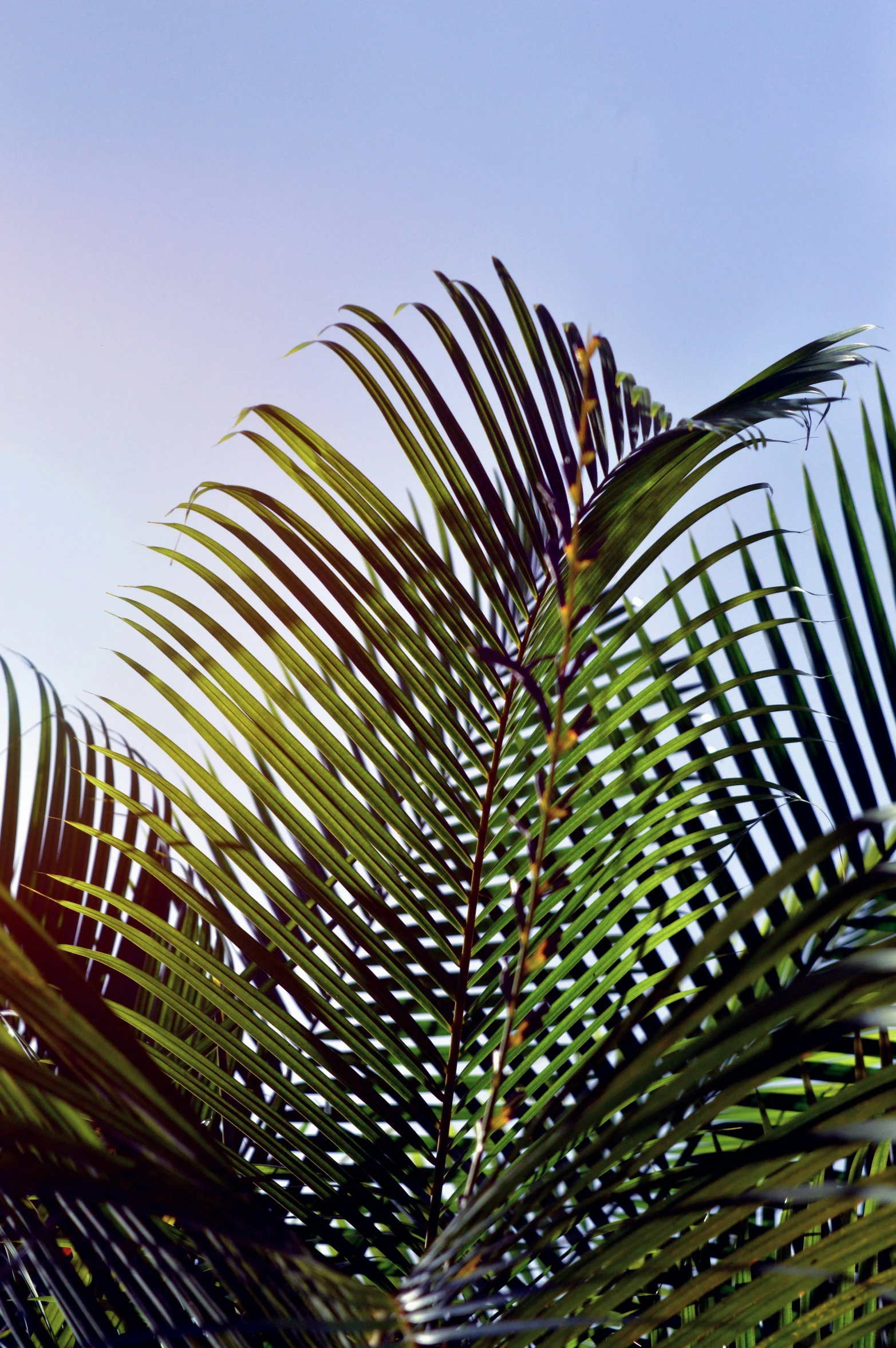 the top of a palm tree is pictured