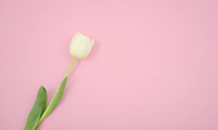 an object placed on a pink surface with a green tip