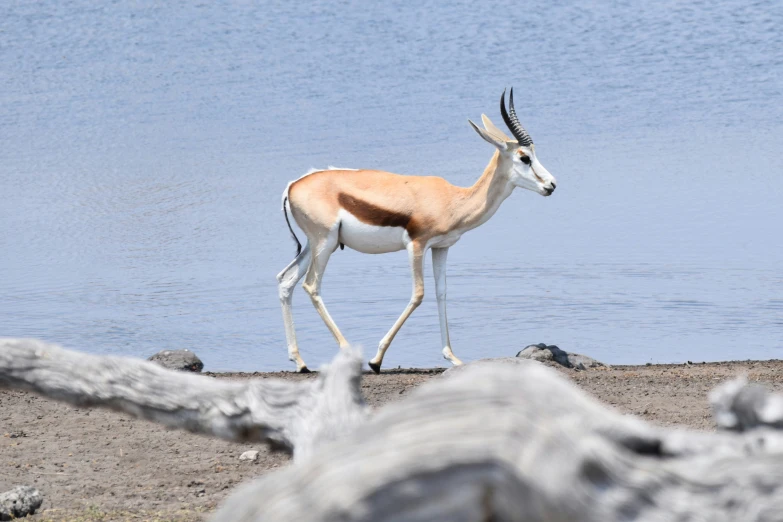 there is a brown and white animal walking by the water