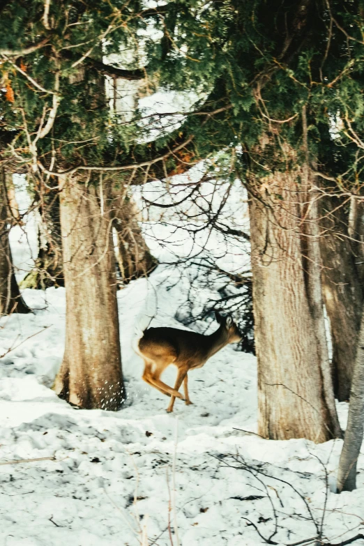 a large deer walks through a forest in snow