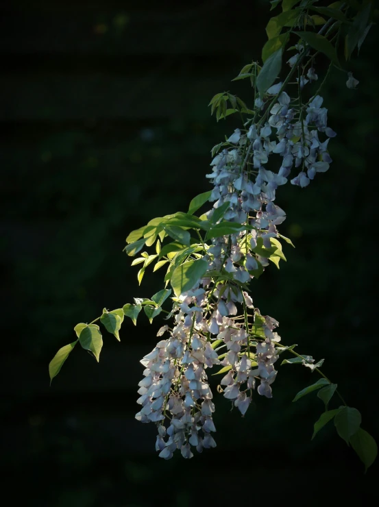 some pretty flowers hanging from a tree in the dark