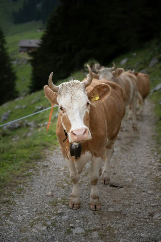 several cows are walking in the countryside on a road