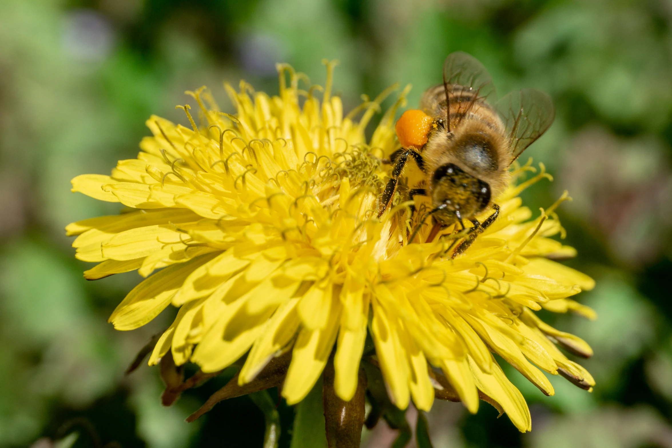 the bee is sitting on a dandelion flower