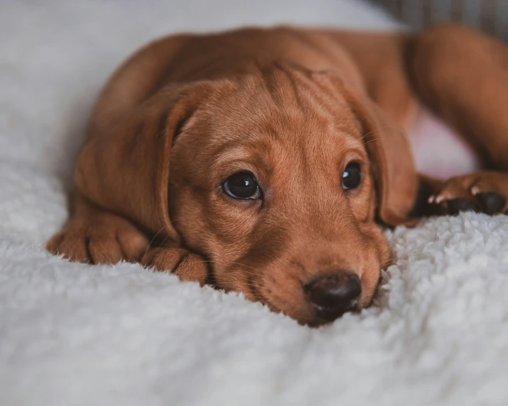 the dog is looking away from the camera on the bed