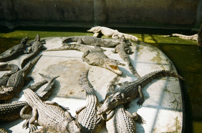a group of crocs in an enclosure during the day