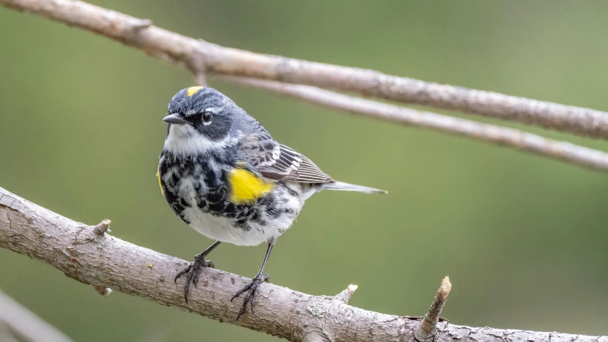 a small yellow and grey bird is on a nch