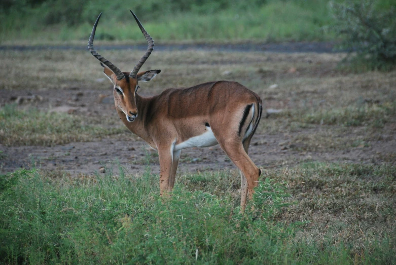 a gazelle standing on the grass next to a dry grassy plain