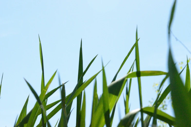 closeup of tall green grass against the sky