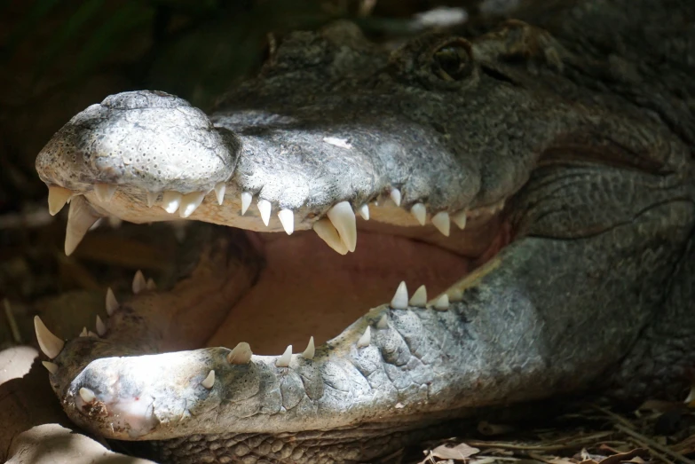 closeup of the teeth of an alligator