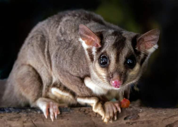 a gray and black animal with it's tongue hanging out