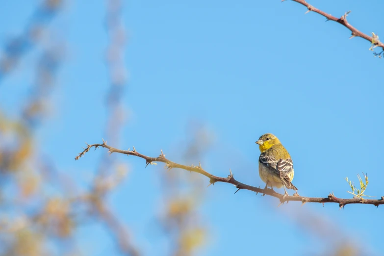 a small bird perched on the nch of a tree