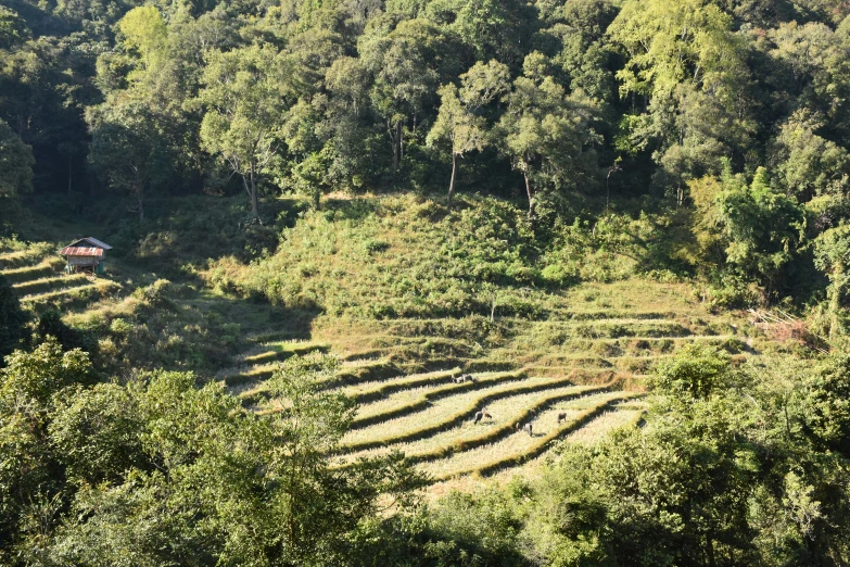 a small hill surrounded by trees in the middle of a forest