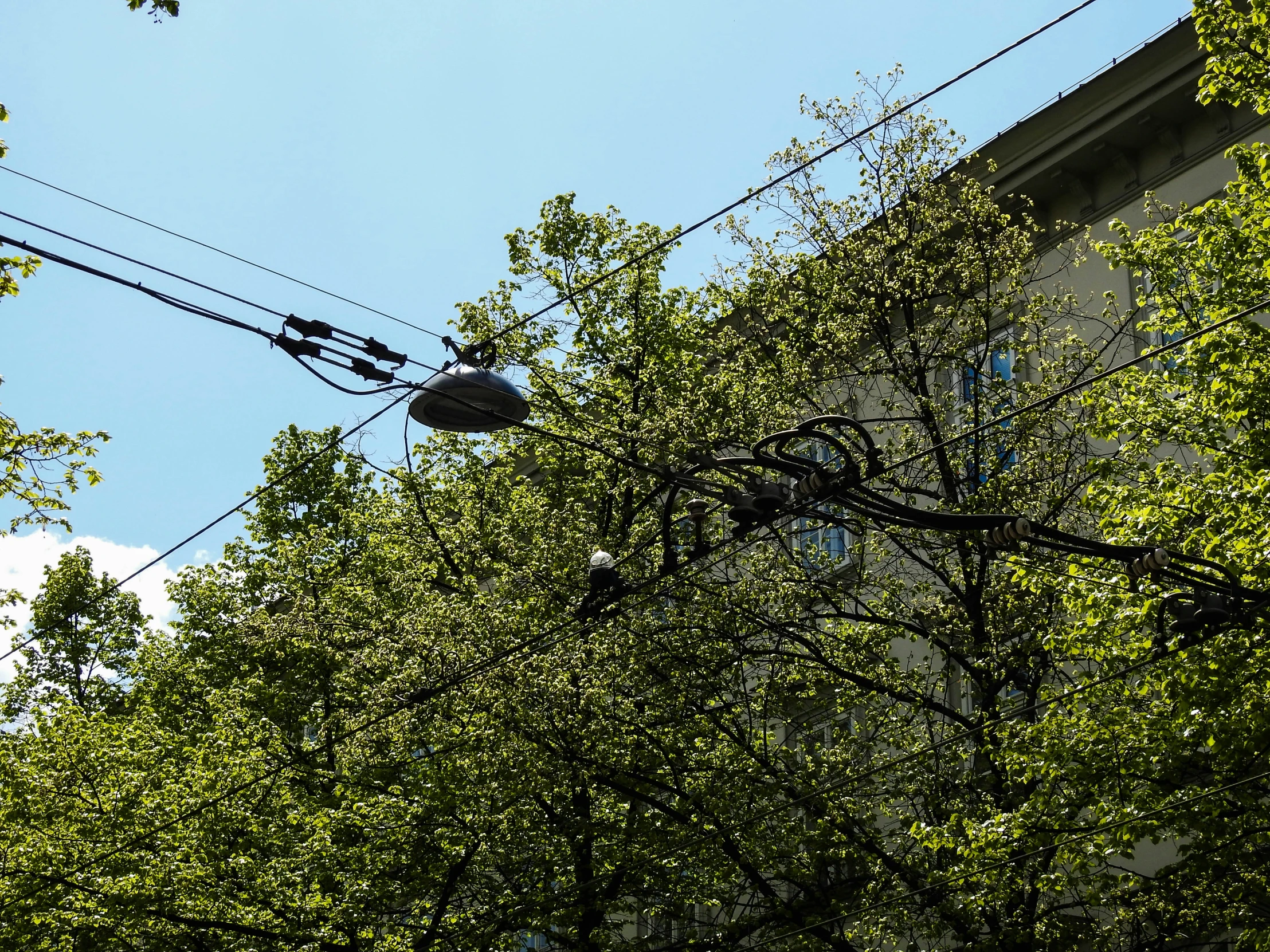 telephone lines are hanging from wires on a green tree