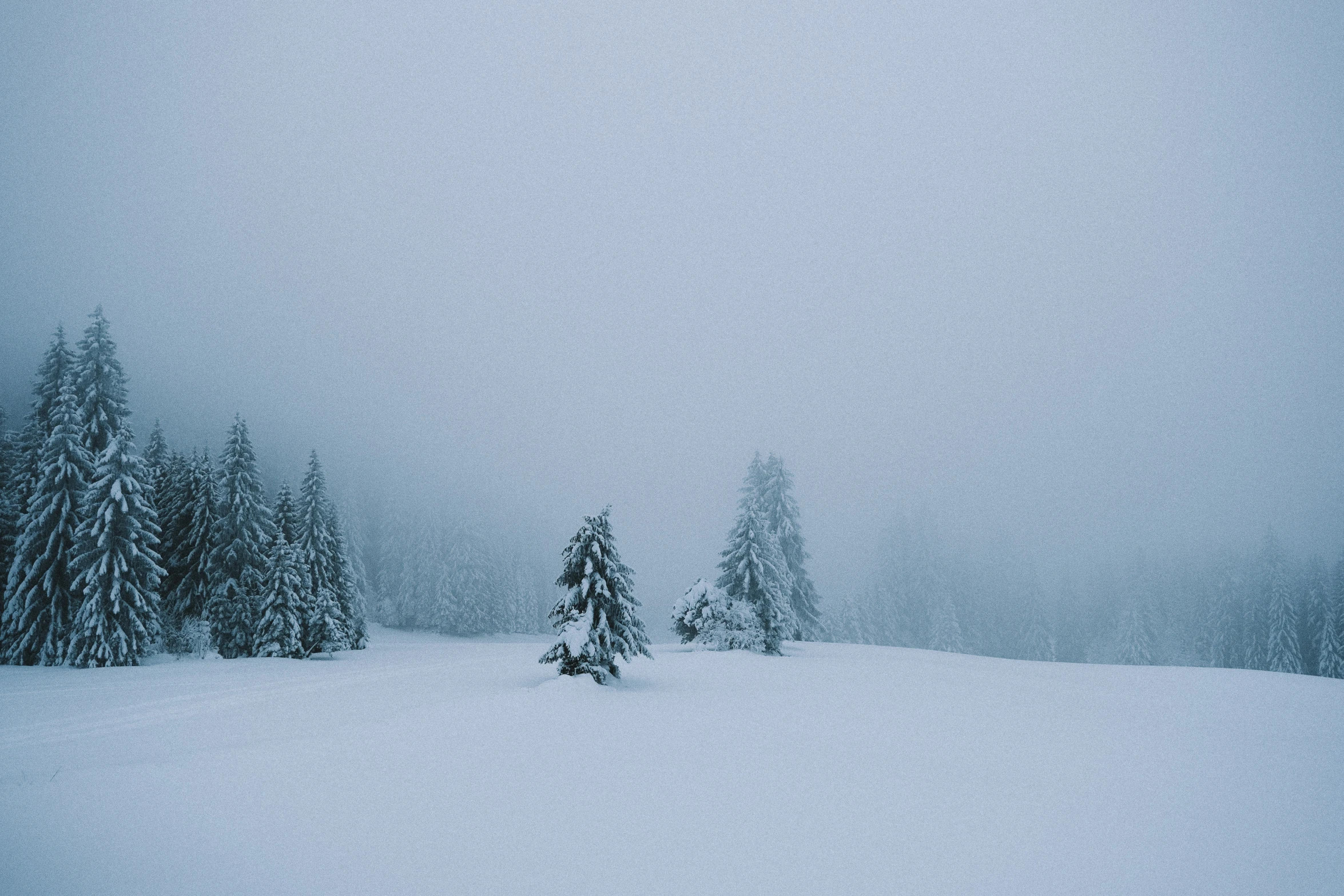 snowy trees are seen on a cloudy day