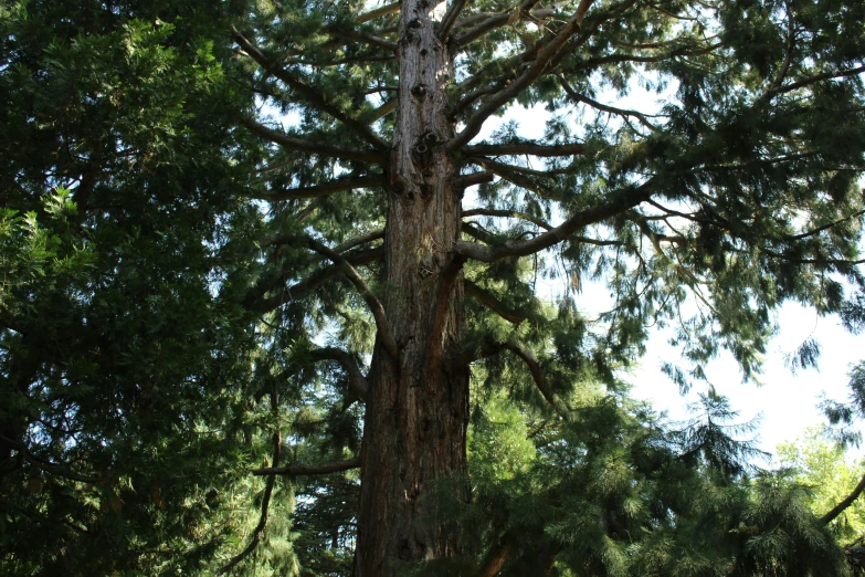 there is a large tree near the bushes