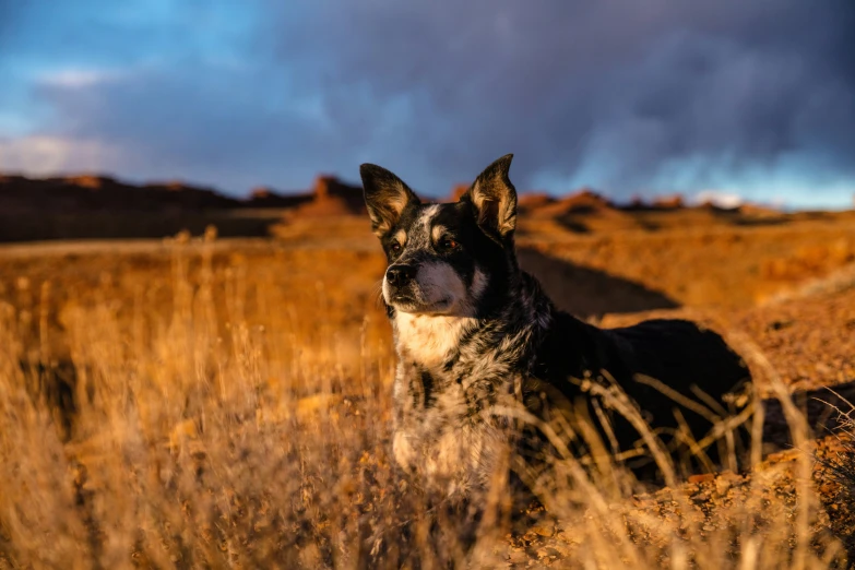 a dog stands in tall grass looking up