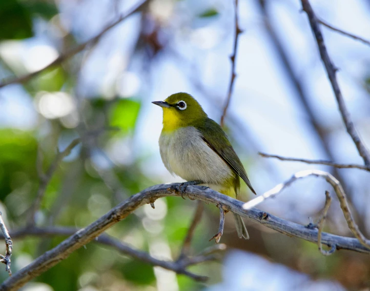 the bird is sitting on a tree nch outside