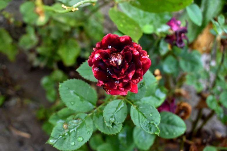 some flowers are growing outside near the street