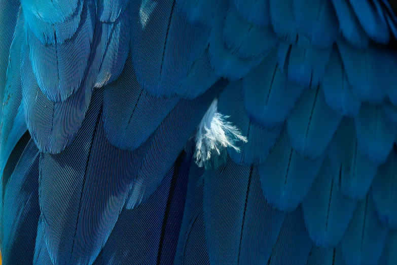 blue abstract pograph with feathers showing the structure of a wing