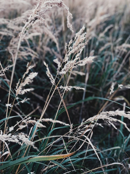 some plants in the grass that is frosted