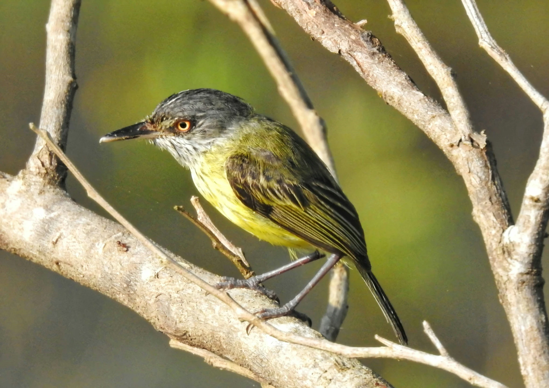 this is an image of a yellow - ed bird on a nch