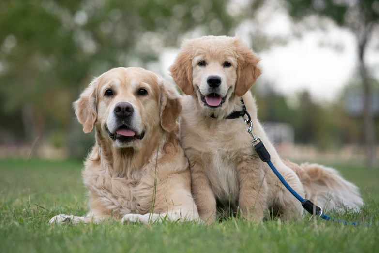 two large, yellow labs pose for the camera