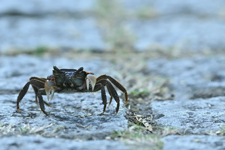 a small crab spider with large claws sits in a dle