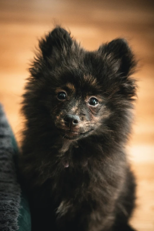 a puppy sits on the floor near an adult