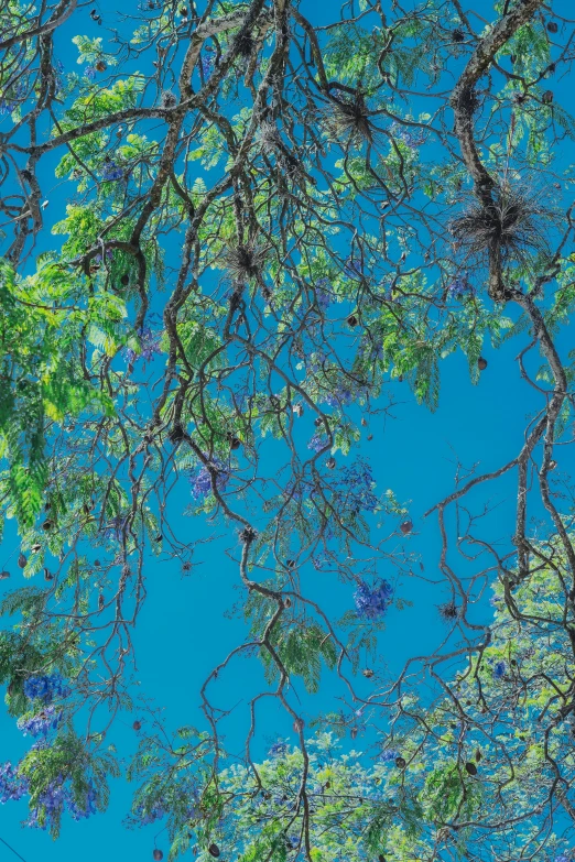 a tree with nches is shown as the sky hovers overhead