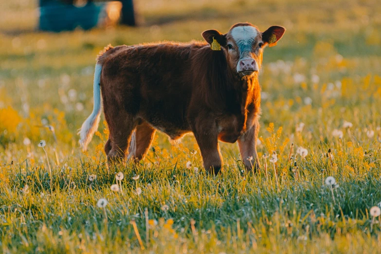 a brown cow standing in a grass field