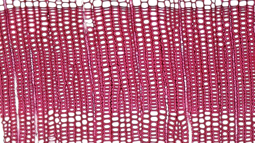 red colored net background of sheer curtains