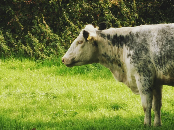 this cow is looking towards the camera while standing in the grass