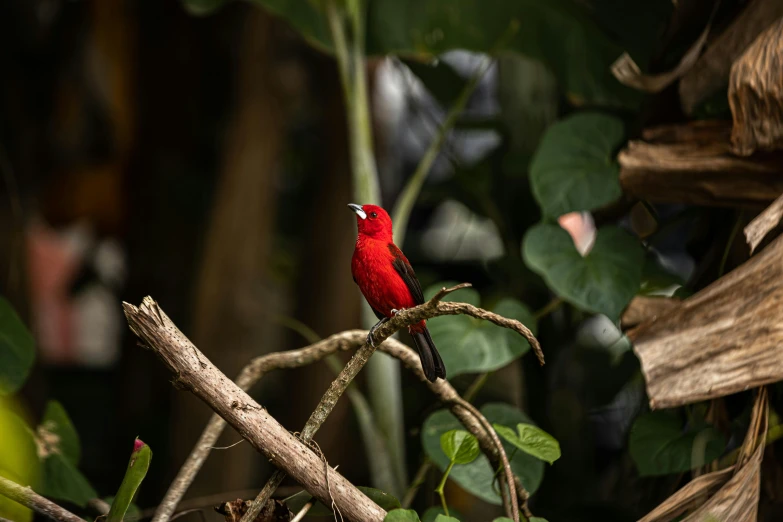 a red bird sitting on top of a nch