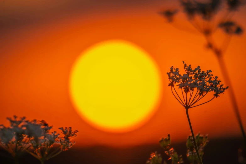 a flower stands in the foreground of a setting sun