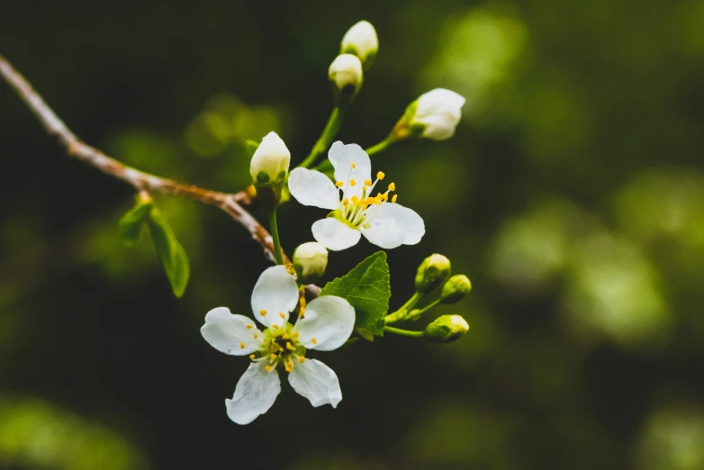 a closeup of flowers on a nch