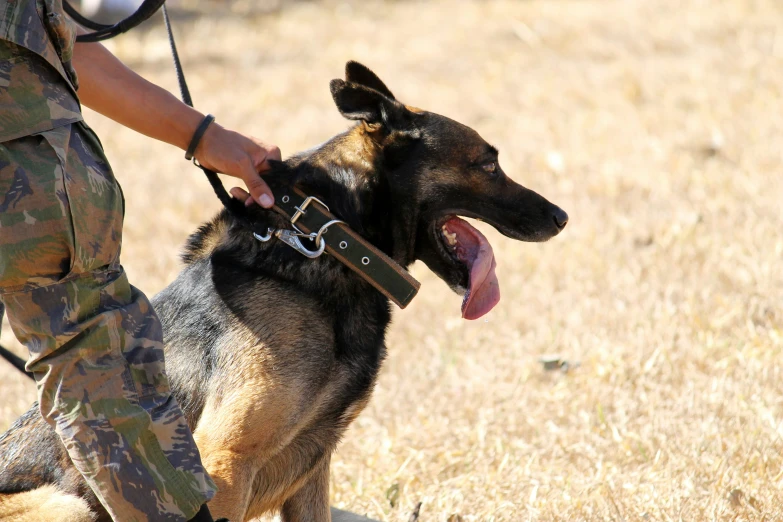 a man in camouflage holds the lead to a german shepherd