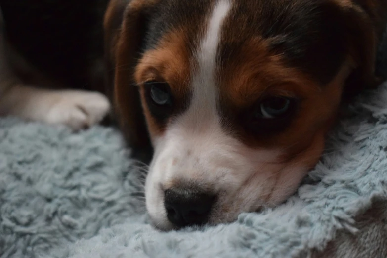 a dog resting its head on a pet bed