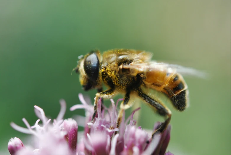 a yellow and black bee sits on a flower