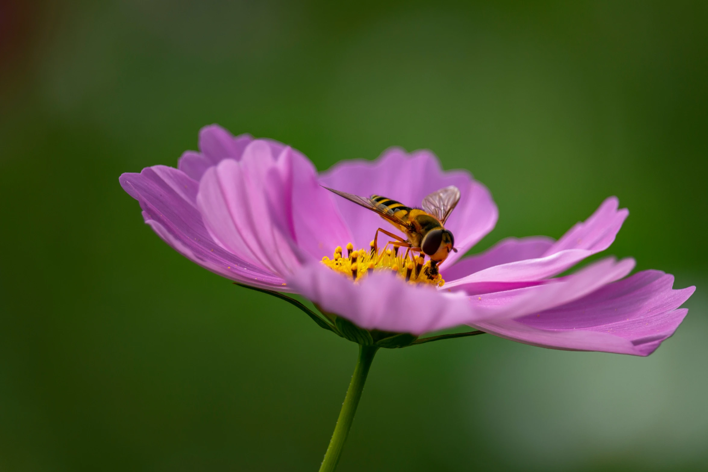 two bees sitting on a bright pink flower