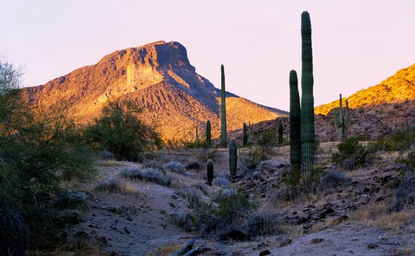 the sun is shining on mountains, cactus bushes and trees