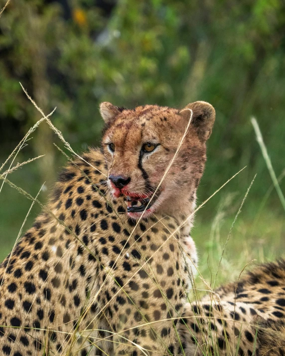 a close up view of a leopard lying on a grassy field