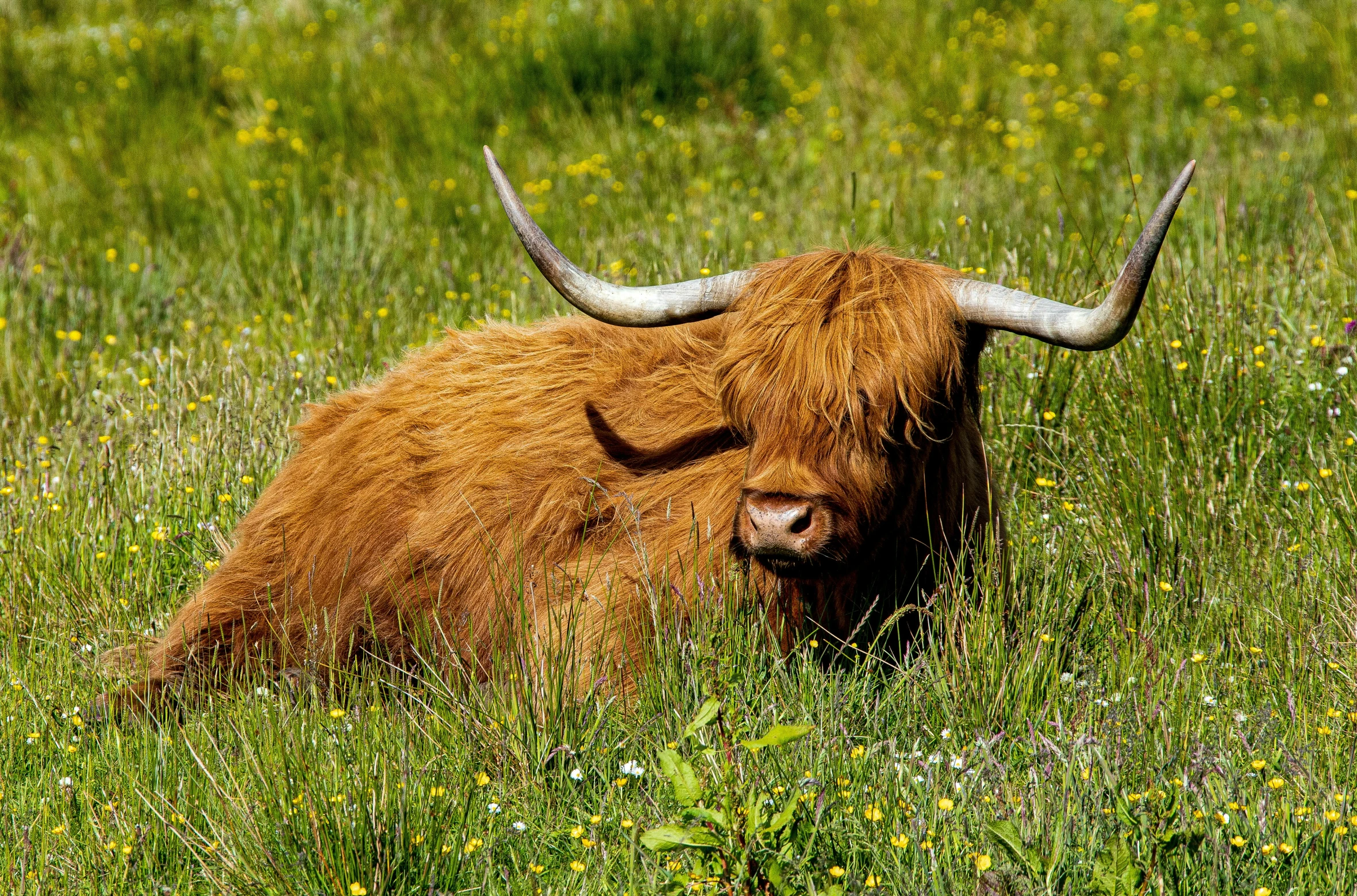 this long horned animal is in a meadow