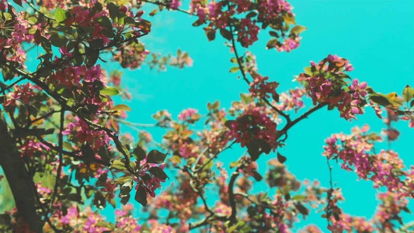 a close up view of purple flowers in bloom