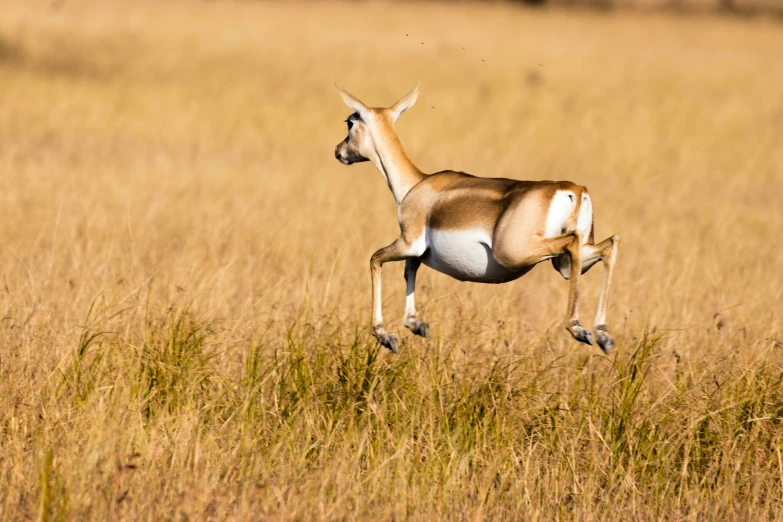 an antelope jumping across the plains with tall grass